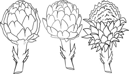 Artichoke bud. Healthy, fresh, farm vegetables. Hand drawn isolated on white background. Coloring pages with artichoke