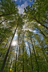 a great view up into the trees direction sky