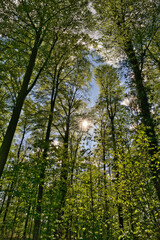 a great view up into the trees direction sky