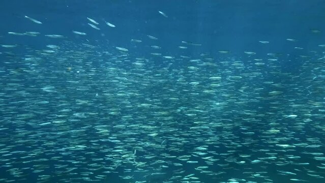 Shoal of Blue sprat, Delicate round herring or blueback sprat (Spratelloides delicatulus). Massive school of small fish swims in the blue water 