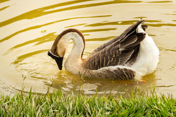 Um ganso africano nadando na beirada de um lago. Anser cygnoides.