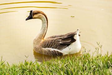 Um ganso africano nadando na beirada de um lago. Anser cygnoides.