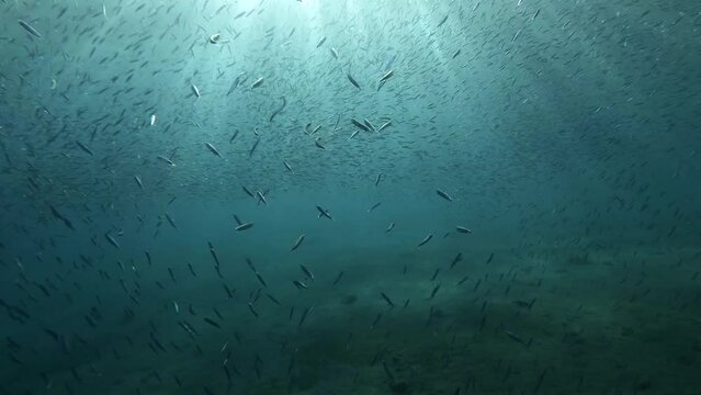 Shoal of Blue sprat, Delicate round herring or blueback sprat (Spratelloides delicatulus). Massive school of small fish swims in blue water in sun rays. Backlighting by sunbeams