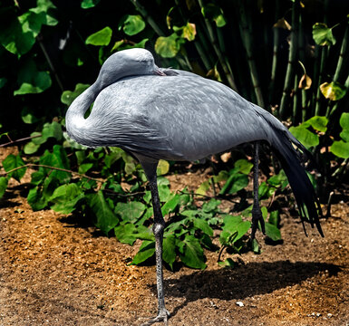 Stanley crane also known as blue crane. Latin name - Anthropoides paradisea