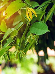 Climbing ylang ylang flower or climbing lang-lang and ilang-ilang is a shrub found in Thailand. Its flowers renowned for its exotic fragrance.The yellow colored flowers of this plant very fragrant.