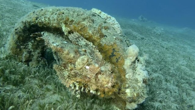Scorpion fish lie on coral. Bearded Scorpionfish (Scorpaenopsis barbata)