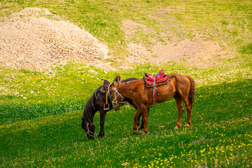 Horses Harnessed and saddled, horses frolic and fight in a green meadow. Horseback riding. Against...
