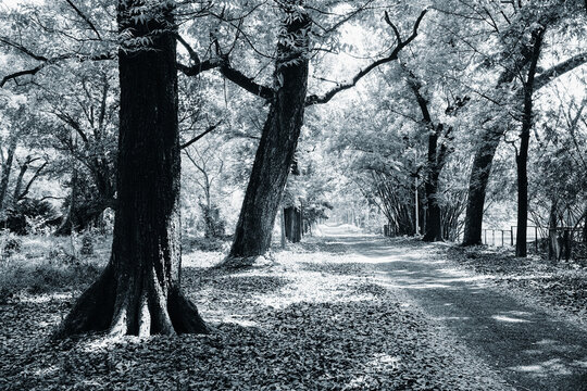 Black and white image of trees - Indian nature stock image.