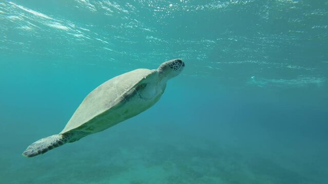 Slow motion, Sea turtle slowly fly to the up in the blue water in sinrays. Green Sea Turtle (Chelonia mydas) swim upward. Red Sea, Egypt