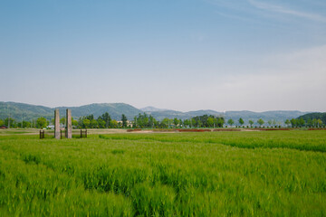 Green barley field at Hwangnyongsa Temple Site in Gyeongju, Korea