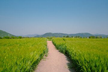 Fototapeta na wymiar Green barley field at Hwangnyongsa Temple Site in Gyeongju, Korea