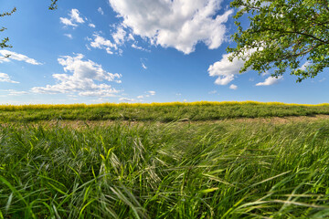 Fototapeta na wymiar A Blooming canola field. Rape on the field in summer. Bright Yellow rapeseed oil. Flowering rapeseed. with blue sky, sun and clouds and apple trees