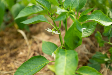 Fototapeta na wymiar A bloom pepper plant with white flowers and green leaves, selective focus. Green bell pepper bush during the beginning of flowering for publication, poster, screensaver, wallpaper, postcard, cover