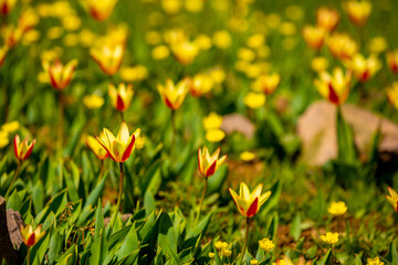 Blooming tulips Kaufman. Field of multi-colored tulips as a concept of holiday and spring. Flowers in a meadow with grass as a background with a place for text and copy space.