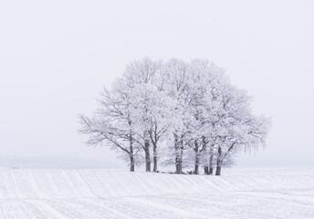 Hoarfrost tree island in winter