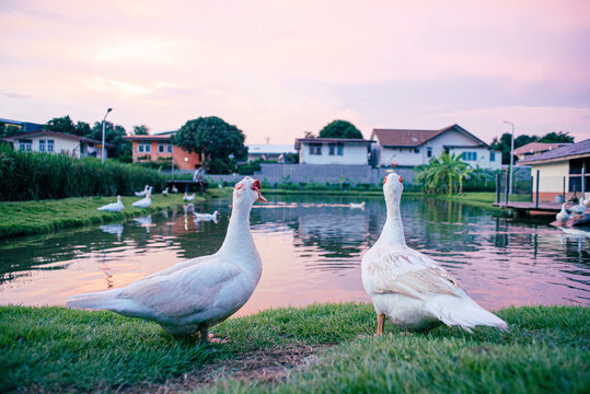 2 ducks in the park