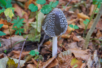 Coprinopsis picacea mushroom in forest,poisoned mushroom in the autumn forest, magpie magpie, magpie inkcap fungus.