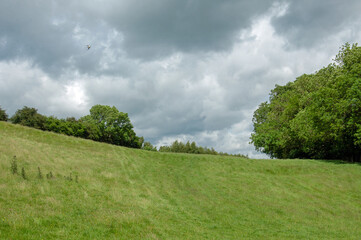 Grass and clouds
