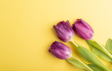 horizontal photo of purple tulips on a yellow background with copy space shot from above, flat lay, Easter, Mothers Day, spring concept