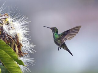Fototapeta premium Glittering-throated Emeralds (Amazilia fimbriata) Trochilidae family. Amazon, Brazil.
