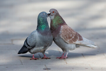 Two pigeons during the ritual of courtship and mating during the spring. Animal reproduction. urban birds