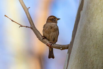 Small sparrow with brown plumage. urban bird. endangered species