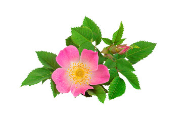 Wild rose with simple, non-double flowers, isolated on white background, close-up.