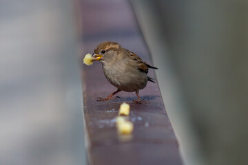 Small sparrow with brown plumage. urban bird. endangered species