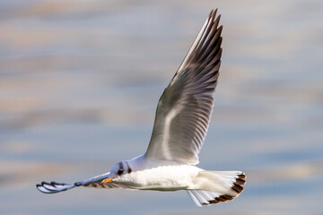 White-winged seagulls flying over the waters of the sea and the oceans. Acuatic birds
