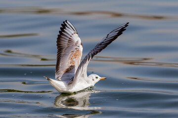 White-winged seagulls flying over the waters of the sea and the oceans. Acuatic birds