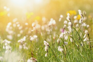 Beautiful summer landscape with common cotton grass and wildflowers  in the meadow, sunlight.