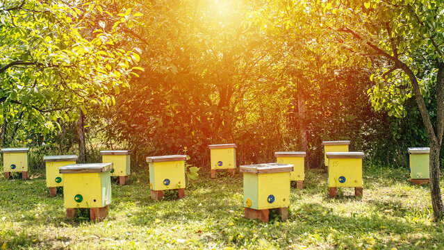 To hive a swarm, to make increase from a colony, make up a nucleus, rearing, rotating brood, to run a bee-yard. Yellow hives for cuttings of honey bees nucleuses in the garden among grass
