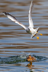 Gulls and wild ducks fighting for food. Fight for survival. waterfowl in freedom