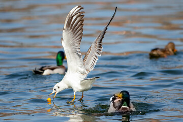 Gulls and wild ducks fighting for food. Fight for survival. waterfowl in freedom