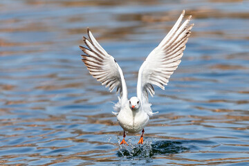 White-winged seagulls flying over the waters of the sea and the oceans. Acuatic birds