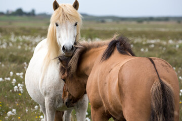 Obraz premium Wild Icelandic Horses Grazing