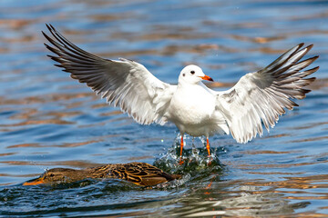 Gulls and wild ducks fighting for food. Fight for survival. waterfowl in freedom
