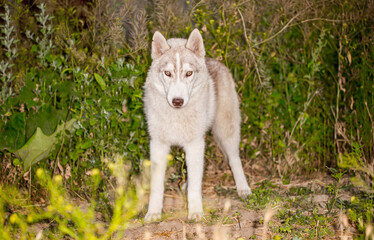Husky dog walks in the park. Walk down the street with a big dog without a muzzle. Pedigree dog for the protection and protection. Eyes of different colors.