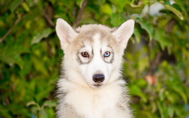 Husky dog walks in the park. Walk down the street with a big dog without a muzzle. Pedigree dog for the protection and protection. Eyes of different colors.