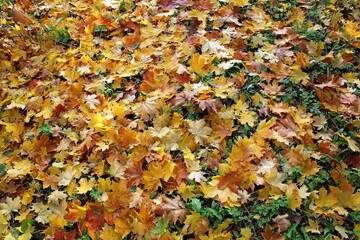 Beautiful composition of bright colorful autumn leaves. foliage on a natural background