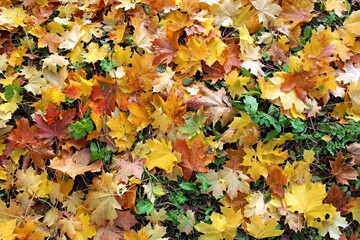 Naklejka na ściany i meble Beautiful composition of bright colorful autumn leaves. foliage on a natural background