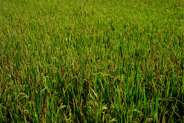 green padi field