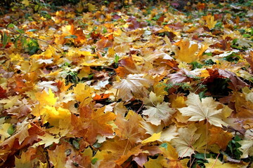 Beautiful composition of bright colorful autumn leaves. foliage on a natural background