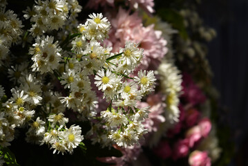 pink and white flower