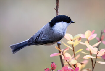 willow tit