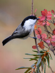 Fototapeta premium willow tit