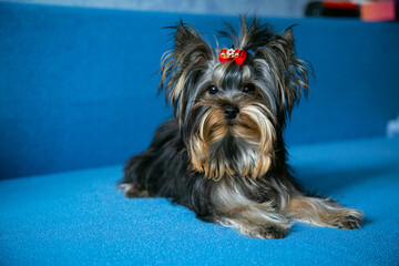young beautiful yorkshire terrier sits on a blue sofa