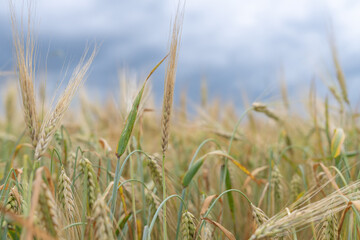 Field of ripe wheat on a cloudy summer day.