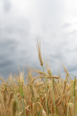 Field of ripe wheat on a cloudy summer day.