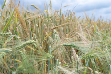 Field of ripe wheat on a cloudy summer day.